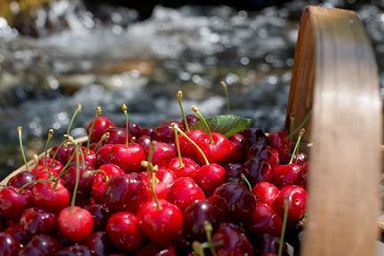 Cerezas, uno de los principales productos gastronómicos de Cáceres