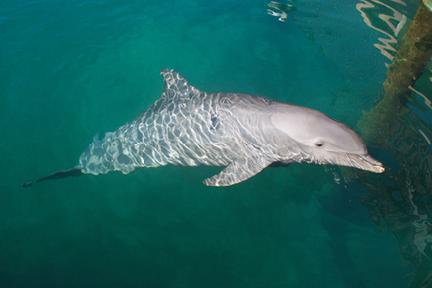 Delfinario en Punta Cana, República Dominicana