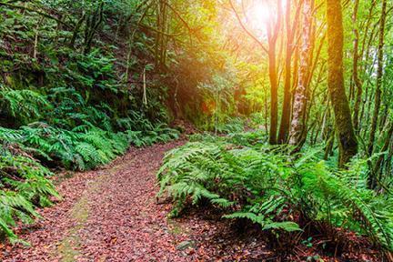 Camino en la selva del Parque Rural de Anaga en la isla de Tenerife