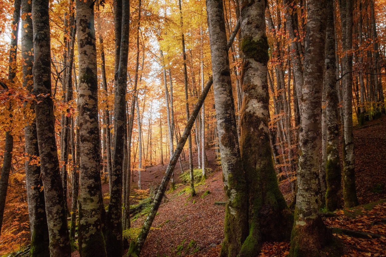 Estampa otoñal de la Selva de Irati en Navarra, España